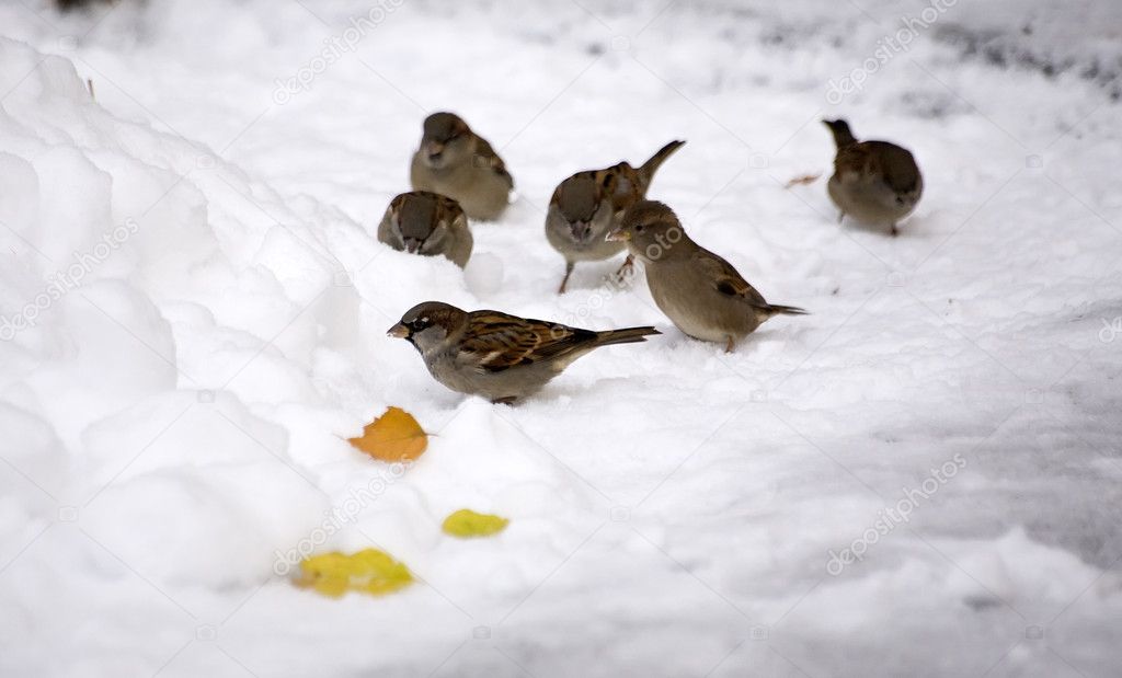 sparrows in snow