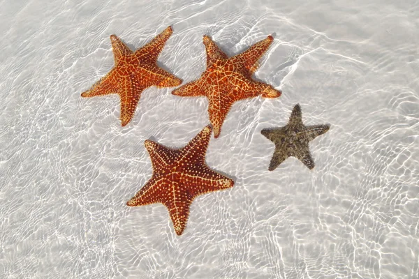 Sea star at the sand bottom