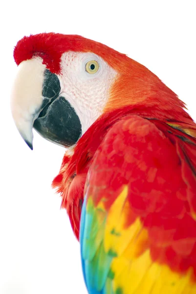 Red macaw bird isolated