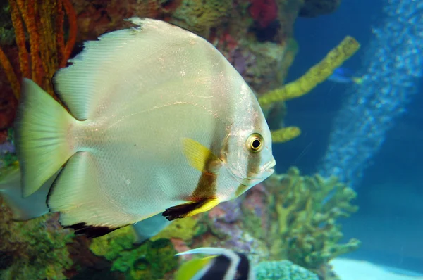 Golden koi Fish in aquarium