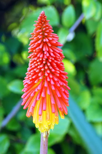 Orange Red Kniphofia Succulent Flower — Stock Photo #1290622