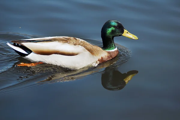 Mallard Drake Duck Swimming in a pond