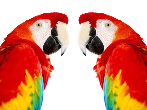 Golden Red Macaw Bird isolated
