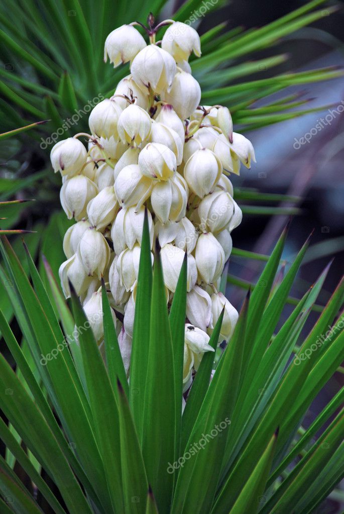 White flower yucca baccata — Stock Photo © Nikonite 1290901