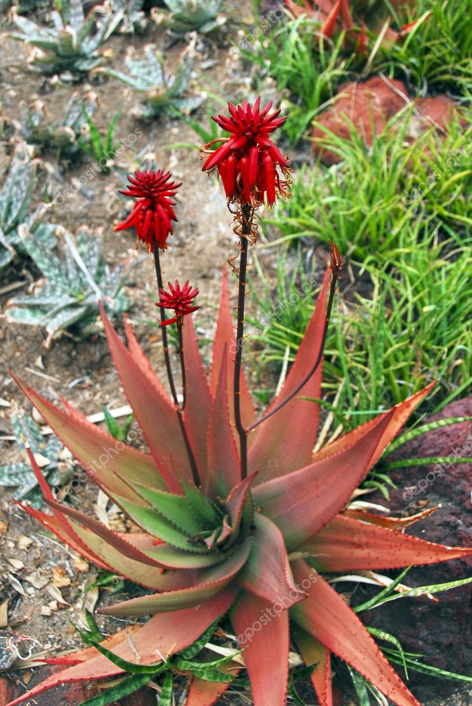 aloe plant bloom