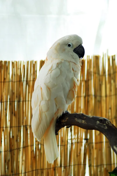 White macaw bird isolated