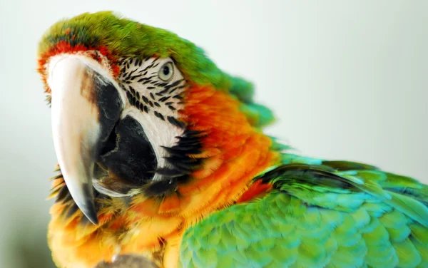 Green yellow macaw bird isolated