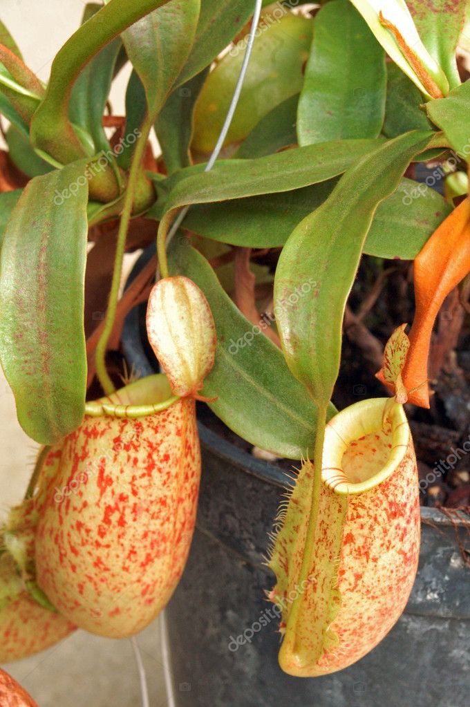 Pitcher Plant Video Free Download