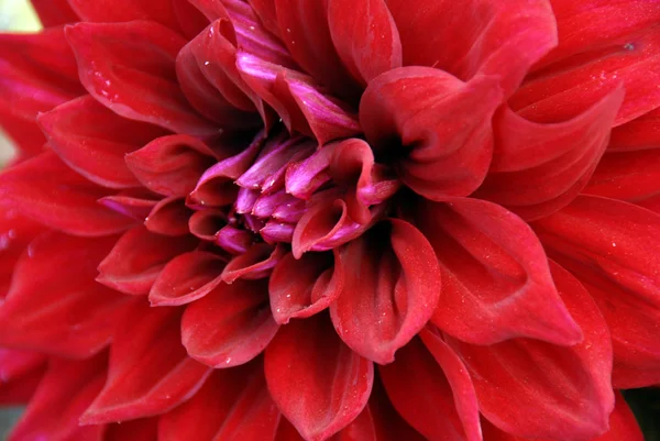 Red Dahlia Flower Closeup