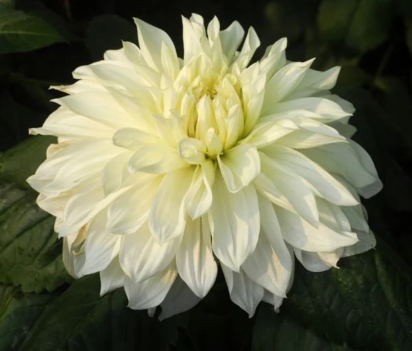 Dahlia Flowers on White Dahlia Flower   Stock Photo    Bhupendra Singh  1331209