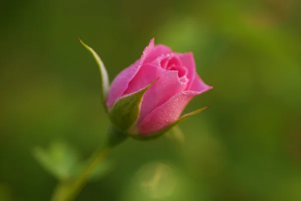 rose flowers pictures free download. Rose Flower bud