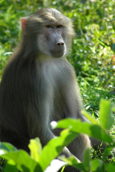 Baboons Monkey