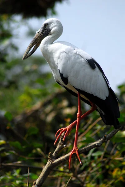 Black white open bill stork bird