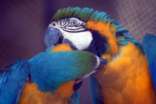 Blue yellow macaw birds kiss isolated