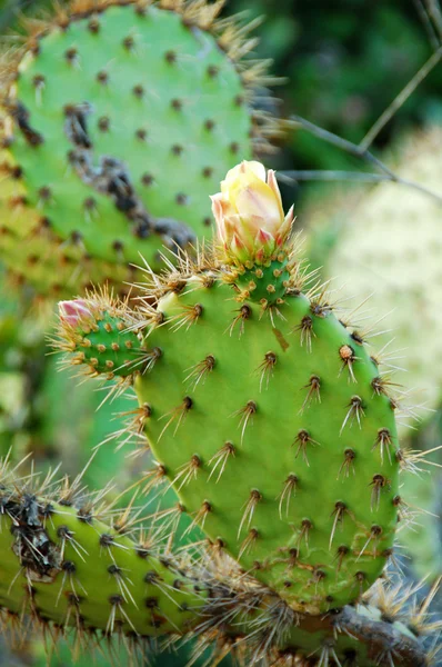 Edible opuntia Cactus Plants