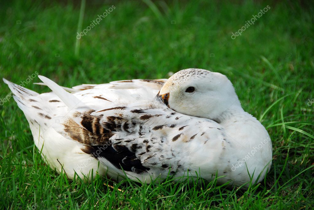 Duck In Grass