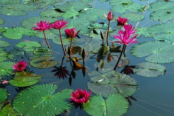 Pink Water Lily Flower in pond