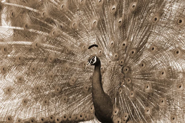 Peacock dance attracting peahen sepia
