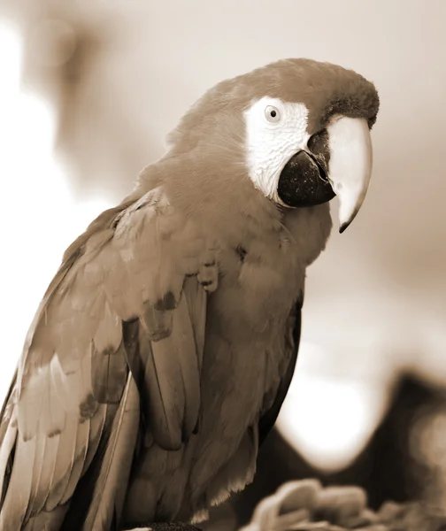 Golden Red Macaw Bird sepia