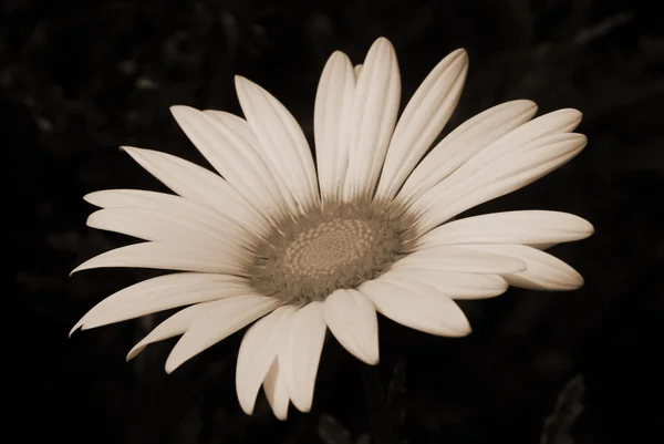 White Gerbera Daisy Flower sepia