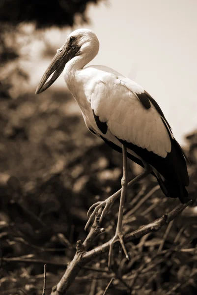 Black white open bill stork bird sepia