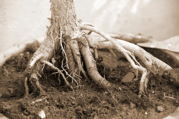Bonsai Plant roots sepia — Stock Photo #1637708