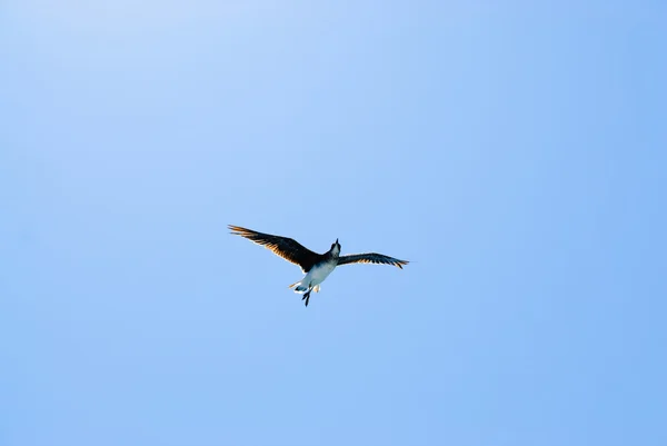 Dancing bird in blue sky