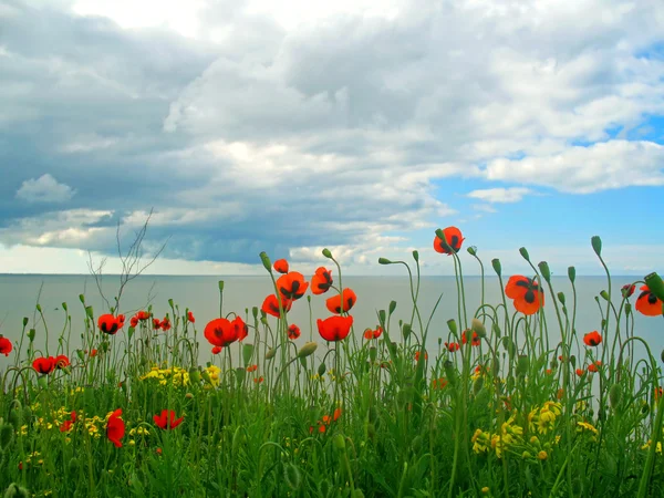 Landscape with a poppy field and sea