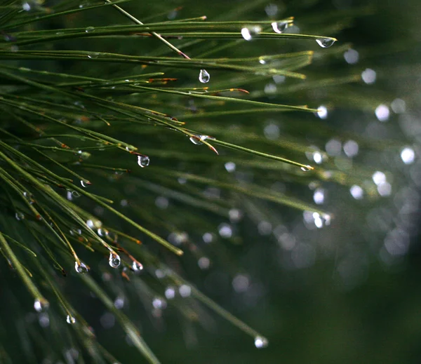 Pine needles after the rain