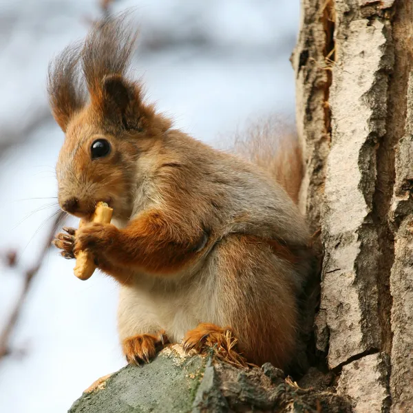 Brown squirrel eating cookie on a tree