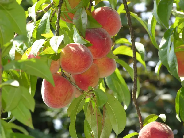 Some ripe peaches on a peach tree
