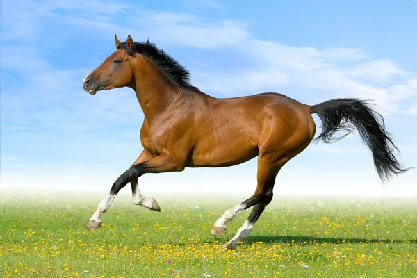 Bay horse running in field