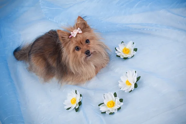 Dog in a blue fabric with flowers
