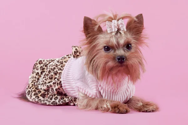 Yorkshire Terrier on pink background