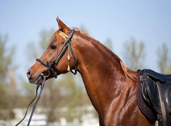 Portrait of chestnut arabian stallion