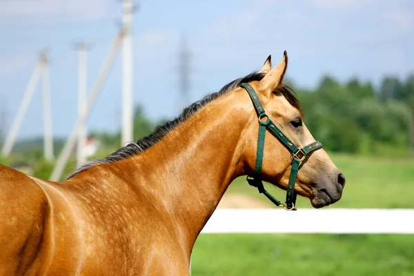 Portrait of palomino trakehner horse
