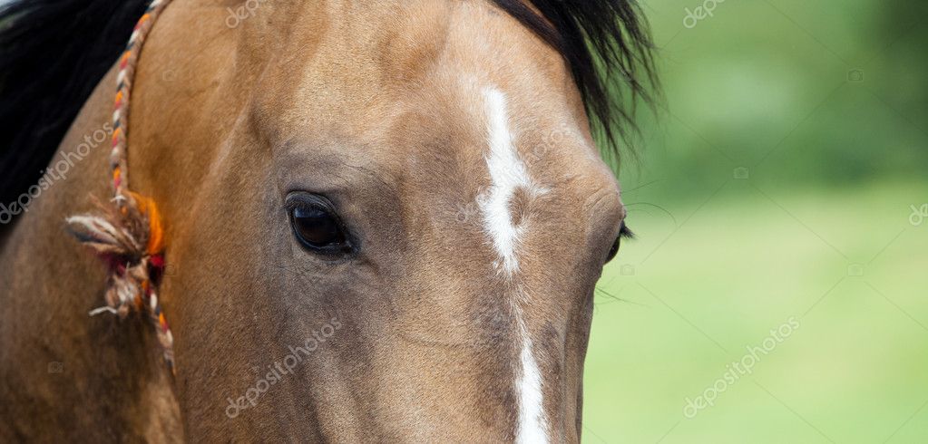 Buckskin Akhal Teke