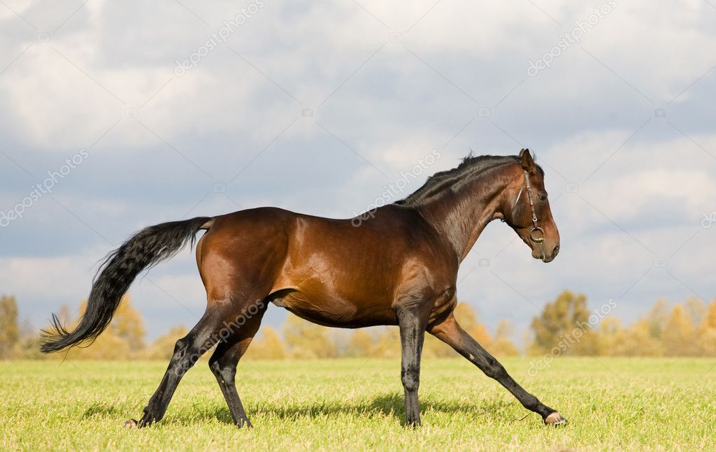 budenny horses