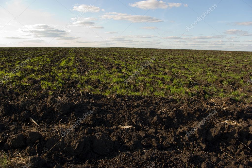 Ploughed chernozem (black earth) field — Stock Photo © Lidara #1313631