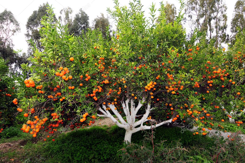 sunburst tangerine tree