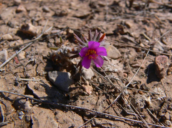Desert Flower 1