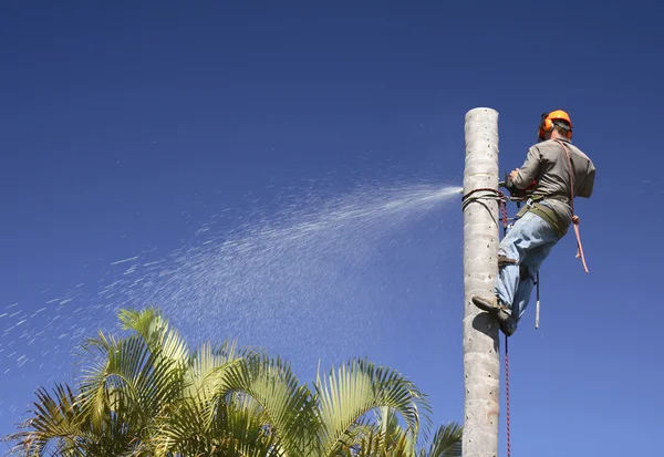 Tree lopping / Palm tree lopping