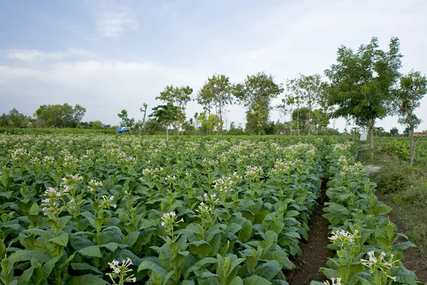 Tobacco plantation
