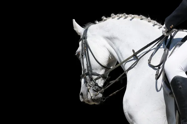 A portrait of gray dressage horse