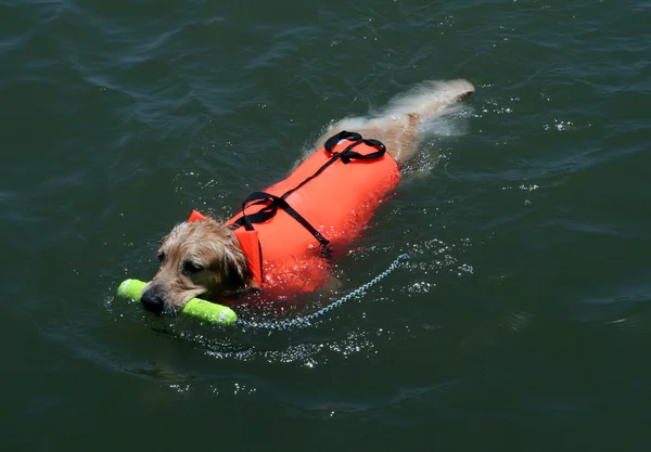 Swimming dog with life jacket — Stock Photo #1385592
