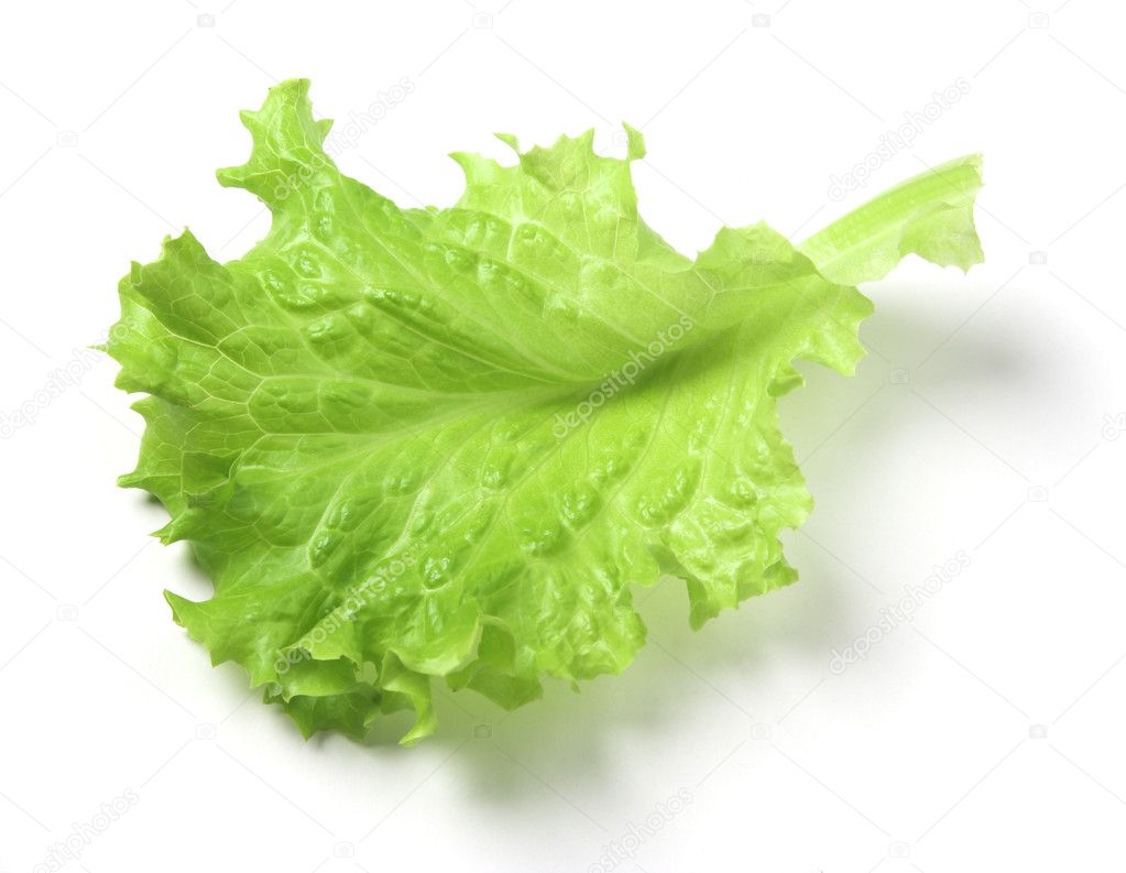 Lettuce Leaf Vector