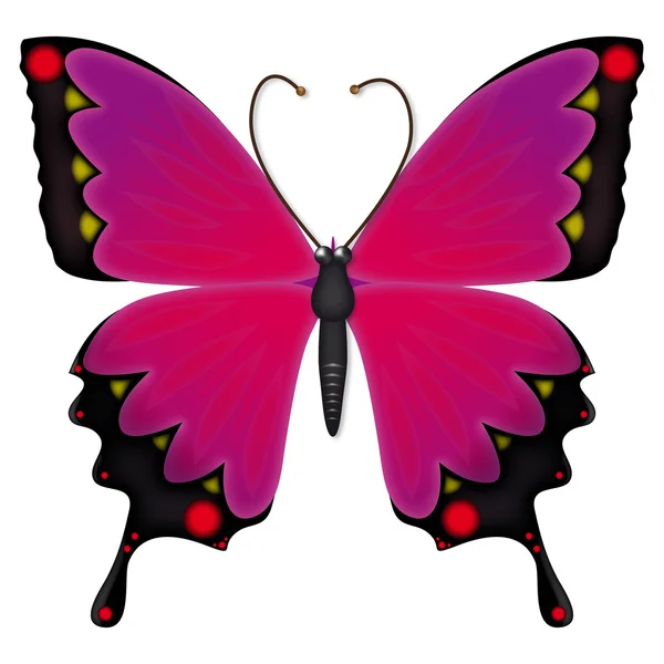 Butterfly Stock Images