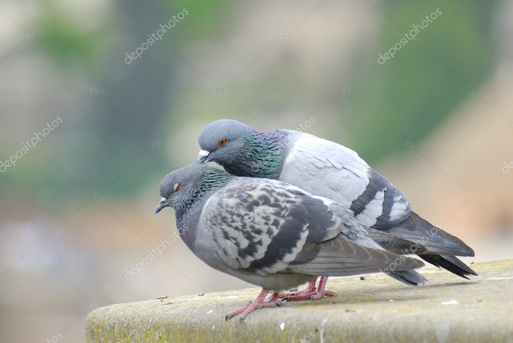 Pigeons Sitting On A Wall — Stock Photo © Rihards 1409912