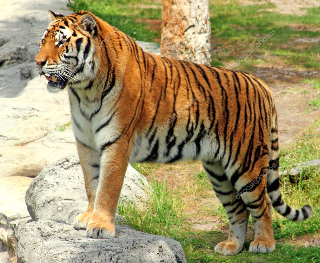 为什么s6 skt打rox tiger被称为最强bo5 明明决赛打ssg也是bo5拉满啊 知乎