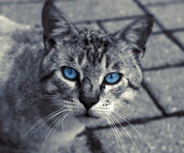 Black and White Cat with blue Eyes